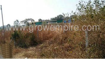 Non Agricultural/Farm Land in Chandrabhaga garden at saswad road - image